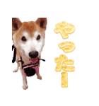 柴犬 ゆに君 毎日スタンプ（個別スタンプ：12）