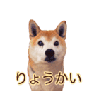 柴犬 ゆに君 毎日スタンプ（個別スタンプ：14）