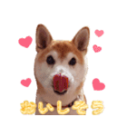 柴犬 ゆに君 毎日スタンプ（個別スタンプ：18）