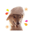 柴犬 ゆに君 毎日スタンプ（個別スタンプ：20）