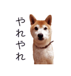 柴犬 ゆに君 毎日スタンプ（個別スタンプ：21）