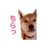 柴犬 ゆに君 毎日スタンプ（個別スタンプ：22）