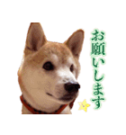 柴犬 ゆに君 毎日スタンプ（個別スタンプ：23）