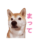 柴犬 ゆに君 毎日スタンプ（個別スタンプ：24）