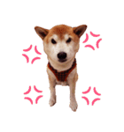 柴犬 ゆに君 毎日スタンプ（個別スタンプ：25）