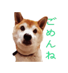 柴犬 ゆに君 毎日スタンプ（個別スタンプ：26）