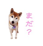 柴犬 ゆに君 毎日スタンプ（個別スタンプ：27）