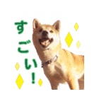柴犬 ゆに君 毎日スタンプ（個別スタンプ：30）