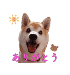柴犬 ゆに君 毎日スタンプ（個別スタンプ：32）