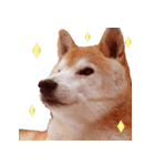 柴犬 ゆに君 毎日スタンプ（個別スタンプ：33）