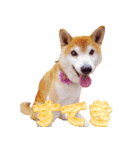 柴犬 ゆに君 毎日スタンプ（個別スタンプ：34）