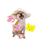 柴犬 ゆに君 毎日スタンプ（個別スタンプ：35）