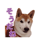 柴犬 ゆに君 毎日スタンプ（個別スタンプ：36）