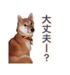 柴犬 ゆに君 毎日スタンプ（個別スタンプ：38）