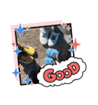 KGスタンプゥ第2弾！（個別スタンプ：16）