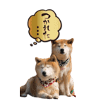 小春とあずき（個別スタンプ：6）