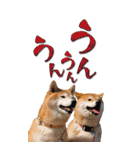 小春とあずき（個別スタンプ：10）