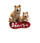 小春とあずき（個別スタンプ：16）