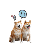 小春とあずき（個別スタンプ：20）