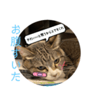 ちびみやパート14（個別スタンプ：7）
