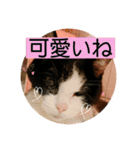ちびみやパート14（個別スタンプ：19）