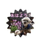 犬  レイチ（個別スタンプ：1）