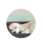 犬  レイチ（個別スタンプ：2）