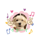 犬  レイチ（個別スタンプ：4）