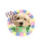 犬  レイチ（個別スタンプ：5）