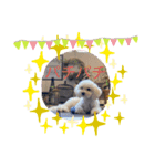 犬  レイチ（個別スタンプ：6）