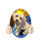 犬  レイチ（個別スタンプ：7）
