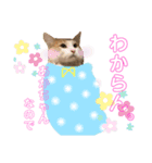 ししゃも③（個別スタンプ：2）