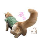 ししゃも③（個別スタンプ：3）