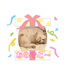 ししゃも③（個別スタンプ：7）