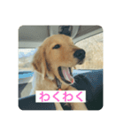ゴールデンレトリバーのヴィッキー（個別スタンプ：1）