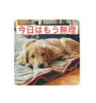 ゴールデンレトリバーのヴィッキー（個別スタンプ：2）