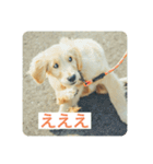 ゴールデンレトリバーのヴィッキー（個別スタンプ：3）