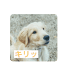 ゴールデンレトリバーのヴィッキー（個別スタンプ：4）