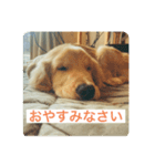 ゴールデンレトリバーのヴィッキー（個別スタンプ：5）