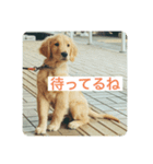 ゴールデンレトリバーのヴィッキー（個別スタンプ：7）