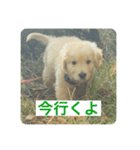 ゴールデンレトリバーのヴィッキー（個別スタンプ：9）