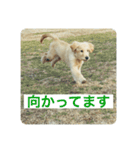 ゴールデンレトリバーのヴィッキー（個別スタンプ：11）