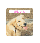 ゴールデンレトリバーのヴィッキー（個別スタンプ：12）