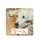 ゴールデンレトリバーのヴィッキー（個別スタンプ：13）
