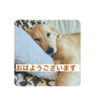 ゴールデンレトリバーのヴィッキー（個別スタンプ：14）