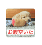ゴールデンレトリバーのヴィッキー（個別スタンプ：15）