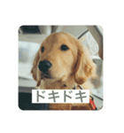 ゴールデンレトリバーのヴィッキー（個別スタンプ：16）