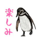 ほほえみフレンズ ペンギンのきままな生活（個別スタンプ：1）