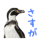 ほほえみフレンズ ペンギンのきままな生活（個別スタンプ：2）