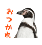 ほほえみフレンズ ペンギンのきままな生活（個別スタンプ：5）